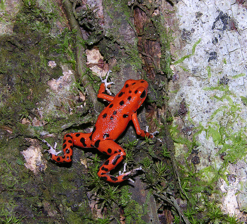 Лягушка-древолаз Пумилио (Dendrobates pumilio) - Poison Dart Frog